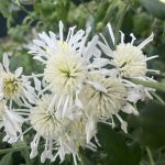 Chrysanthemum 'Vesuvio'