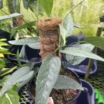 Epipremnum pinnatum 'Cebu Blue'