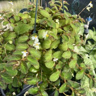 Begonia thelmae