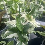 Syngonium podophyllum albo-variegatum, Variegated Arrowhead Vine