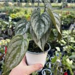 Philodendron brandtianum