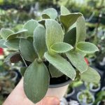 Tradescantia sillamontana 'Fuzzy Green'