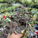 Tradescantia zebrina, Purpusii