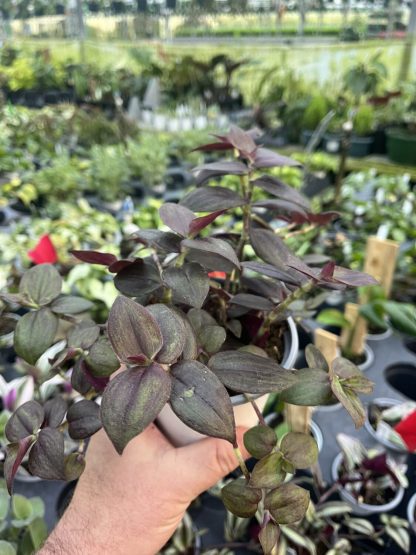 Tradescantia zebrina, Purpusii