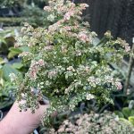 Pilea microphylla variegata, Variegated Artillery Fern