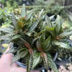 Pilea hitchcockii 'Dark Mystery'