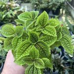 Pilea mollis, Moon Valley