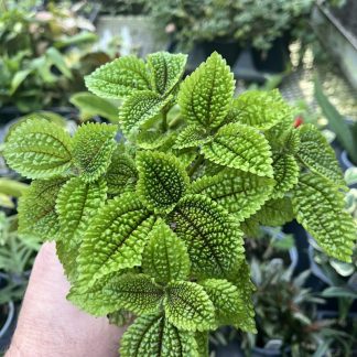 Pilea mollis, Moon Valley