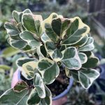 Ficus triangularis variegated