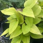 Epipremnum | Pothos
