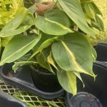 Philodendron hederaceum 'Brasil'