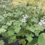 Pelargonium x fragrans 'Nutmeg-Scented Geranium'