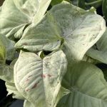 Syngonium podophyllum 'Milk Confetti'