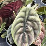 Alocasia cuprea 'Red Secret'