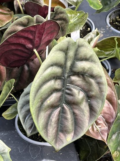 Alocasia cuprea 'Red Secret'