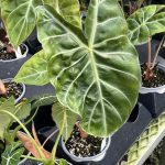 Alocasia, Safari Morocco