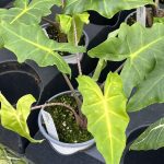 Alocasia, Golden Dragon