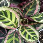 Calathea roseopicta ¢â‚¬ËœAngela¢â‚¬â„¢