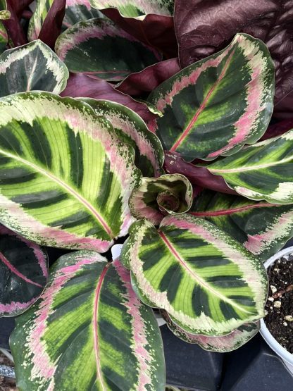 Calathea roseopicta ¢â‚¬ËœAngela¢â‚¬â„¢