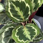 Calathea roseopicta 'Medallion'