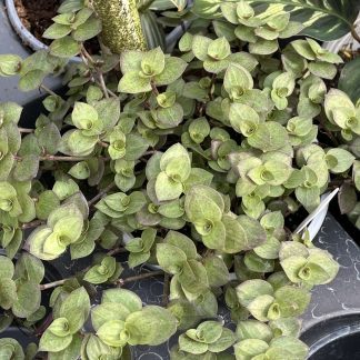 Callisia repens, Bolivian Jew Green