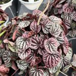 Peperomia caperata 'Schumi Red'