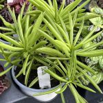 Peperomia ferreyrae 'Green Bean'