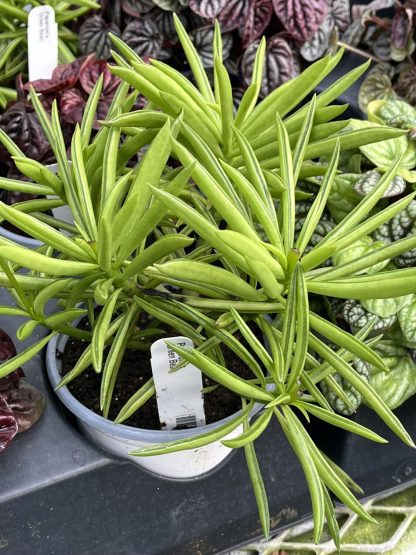 Peperomia ferreyrae 'Green Bean'