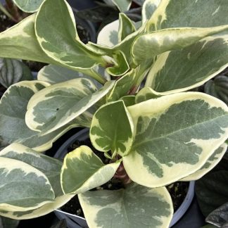 Peperomia obtusifolia 'Variegata'