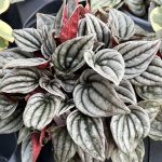 Peperomia caperata 'Mendoza'