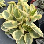 Peperomia obtusifolia 'Citrus Twist'