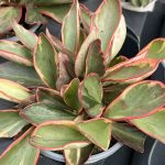 Peperomia clusiifolia 'Ginny'