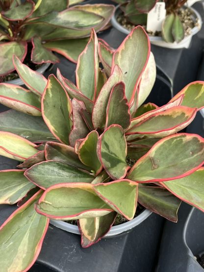 Peperomia clusiifolia 'Ginny'