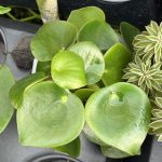 Peperomia polybotrya 'Raindrop'