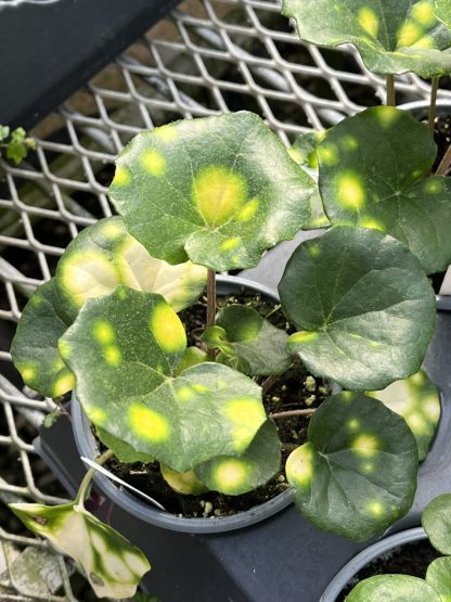 Farfugium japonicum ¢â‚¬ËœFirefly¢â‚¬â„¢