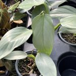 Philodendron hastatum "Silver Sword"