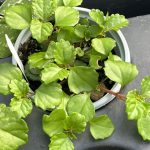 Plectranthus verticillatus 'Swedish Ivy'