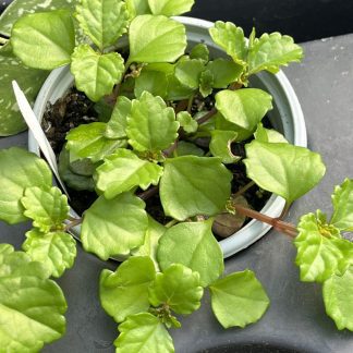 Plectranthus verticillatus 'Swedish Ivy'