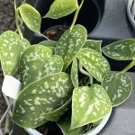 Scindapsus pictus 'Black Satin'