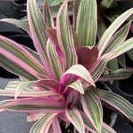 Tradescantia spathacea, Tricolor