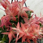 Schlumbergera hybrid ¢â‚¬ËœChiba Spot¢â‚¬â„¢