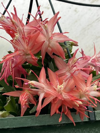 Schlumbergera hybrid ¢â‚¬ËœChiba Spot¢â‚¬â„¢