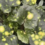 Farfugium japonicum ¢â‚¬ËœFirefly¢â‚¬â„¢