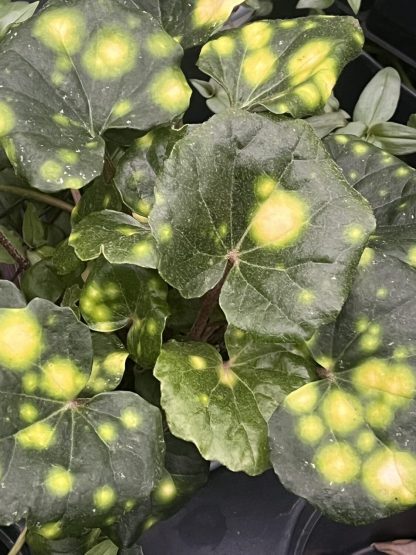 Farfugium japonicum ¢â‚¬ËœFirefly¢â‚¬â„¢