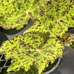 Begonia 'Marmaduke'