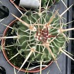 Stenocactus crispatus