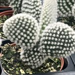 Opuntia microdasys 'Bunny Ears'