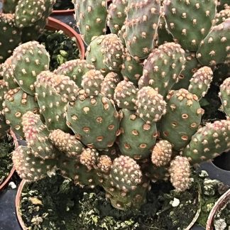 Opuntia rufida minima monstrose 'Cinnamon Cactus'