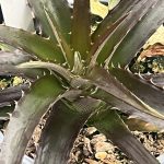Dyckia fosteriana 'Grape Jelly'