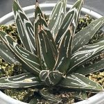 Agave victoriae-reginae ¢â‚¬ËœPorcupine¢â‚¬â„¢